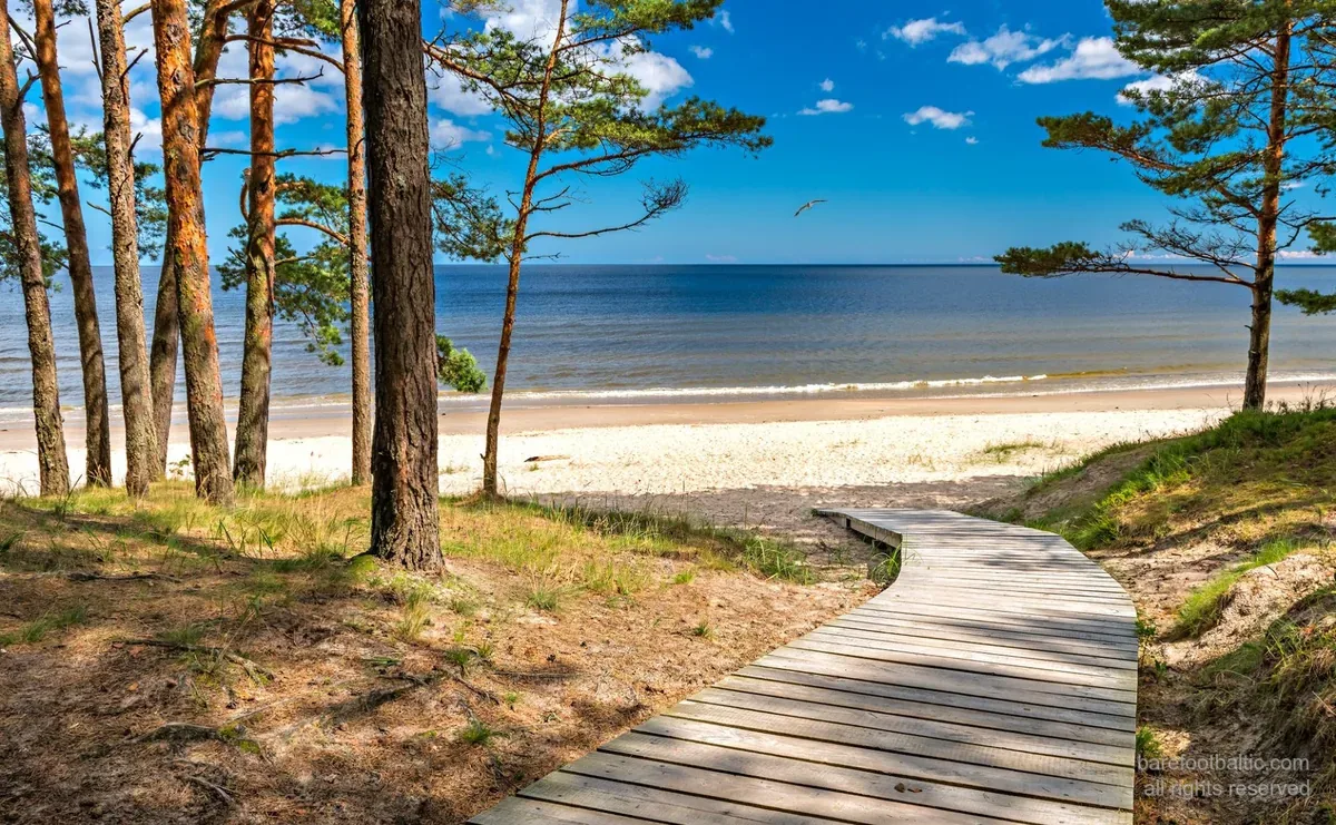 Jūrmala, tallskog som möter den vita kvartssanden vid Östersjön, 25 km från Riga.