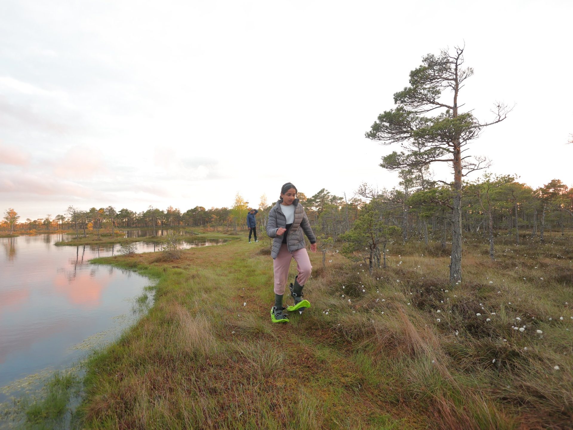 En liten grupp med myrskor vid kanten av en myrgöl i Ķemeri