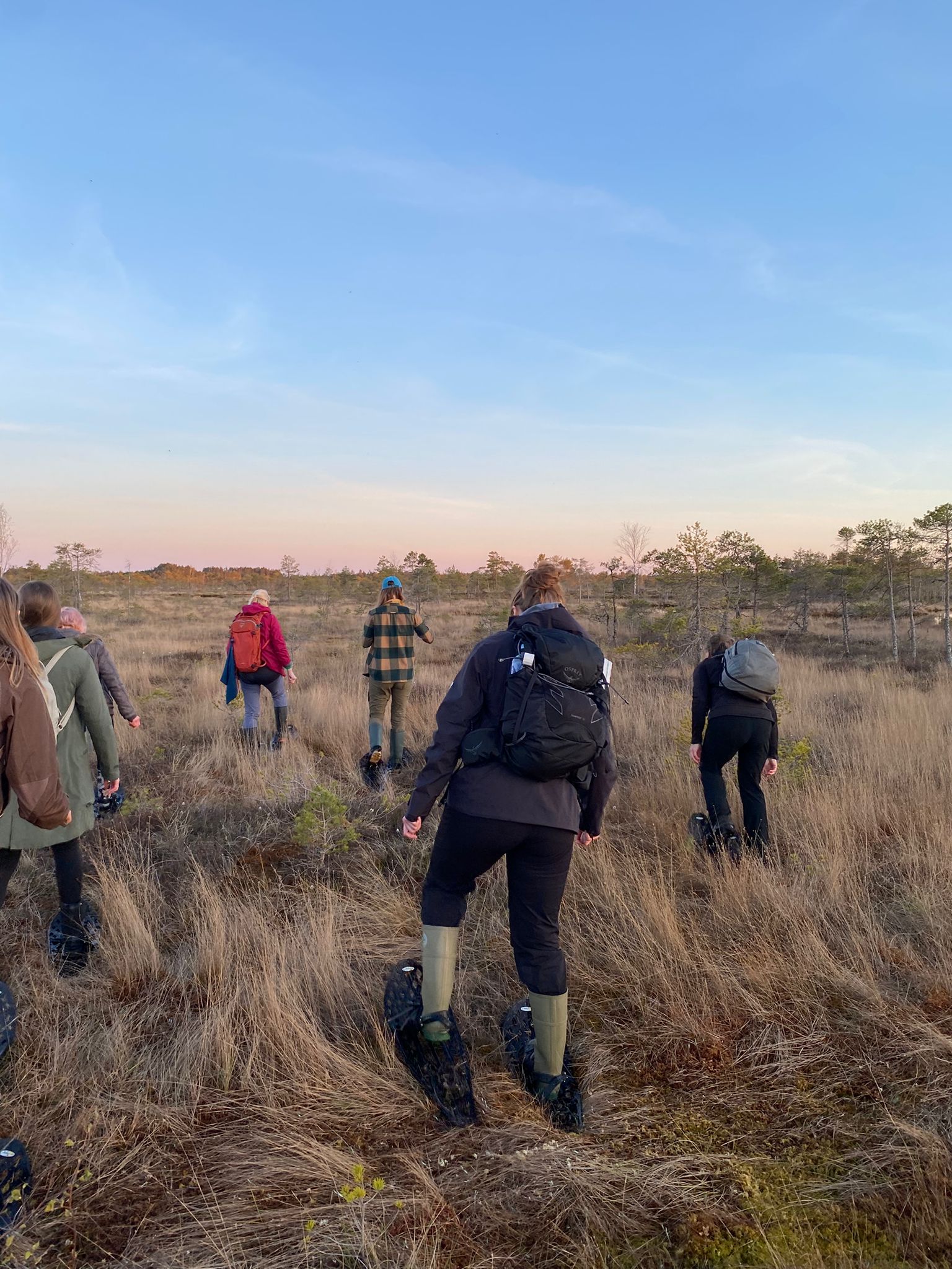 Vår lilla grupp på den öppna Ķemeri högmosse i solnedgången med myrskor
