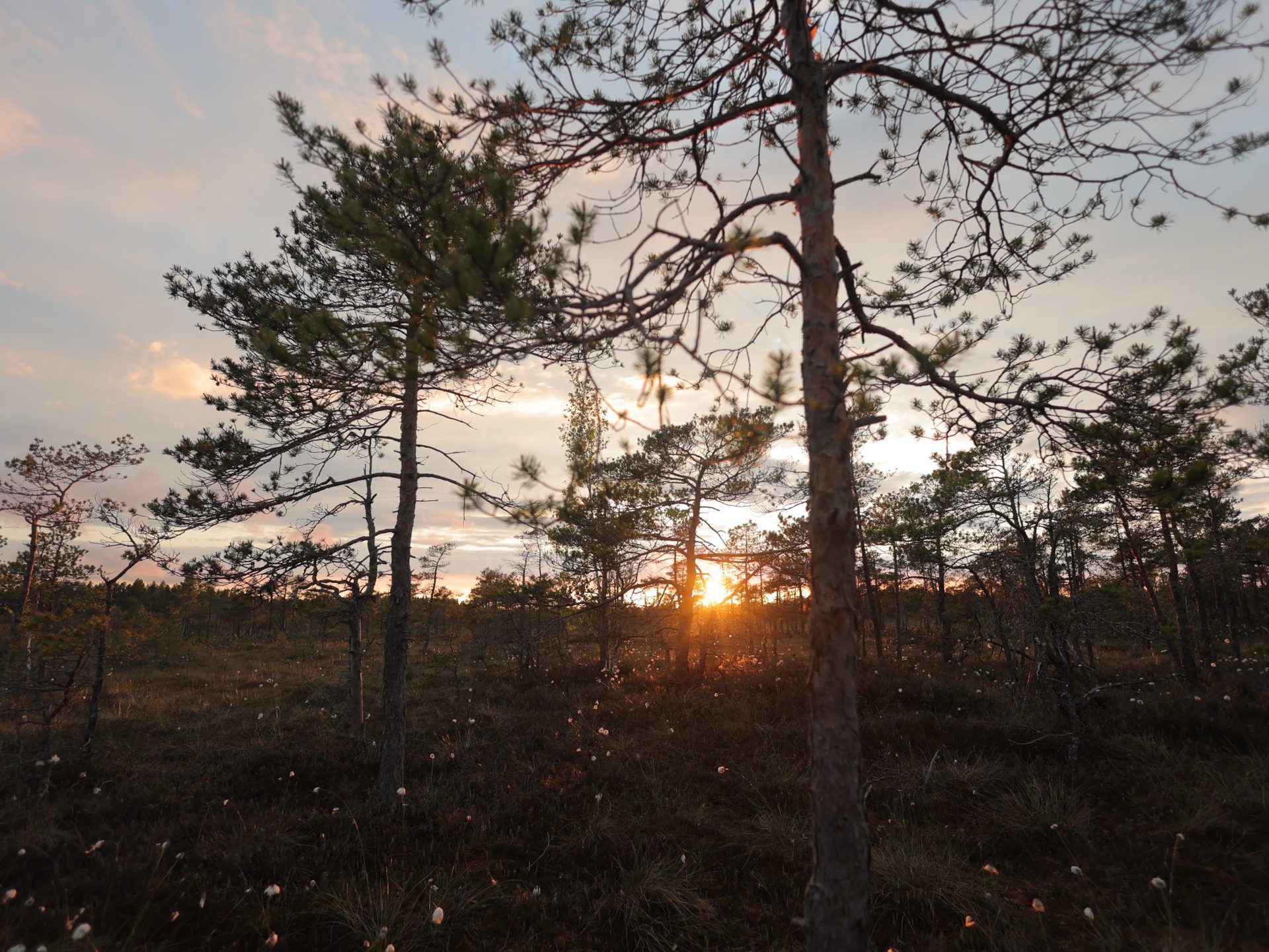 En gäst med myrskor går på den öppna myren i den gyllene timmen, Ķemeri