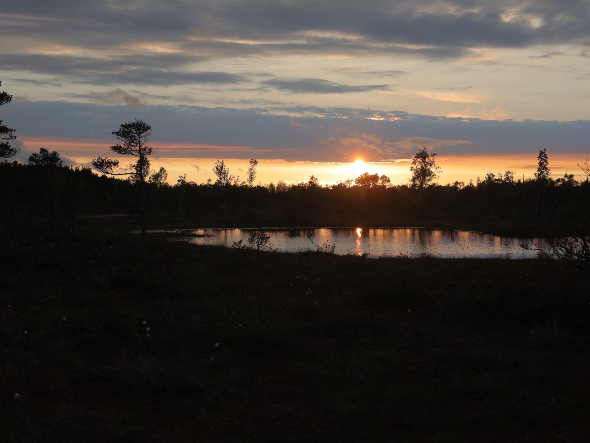Solnedgångsglöd över dvärgtallarna på Ķemeri högmosse