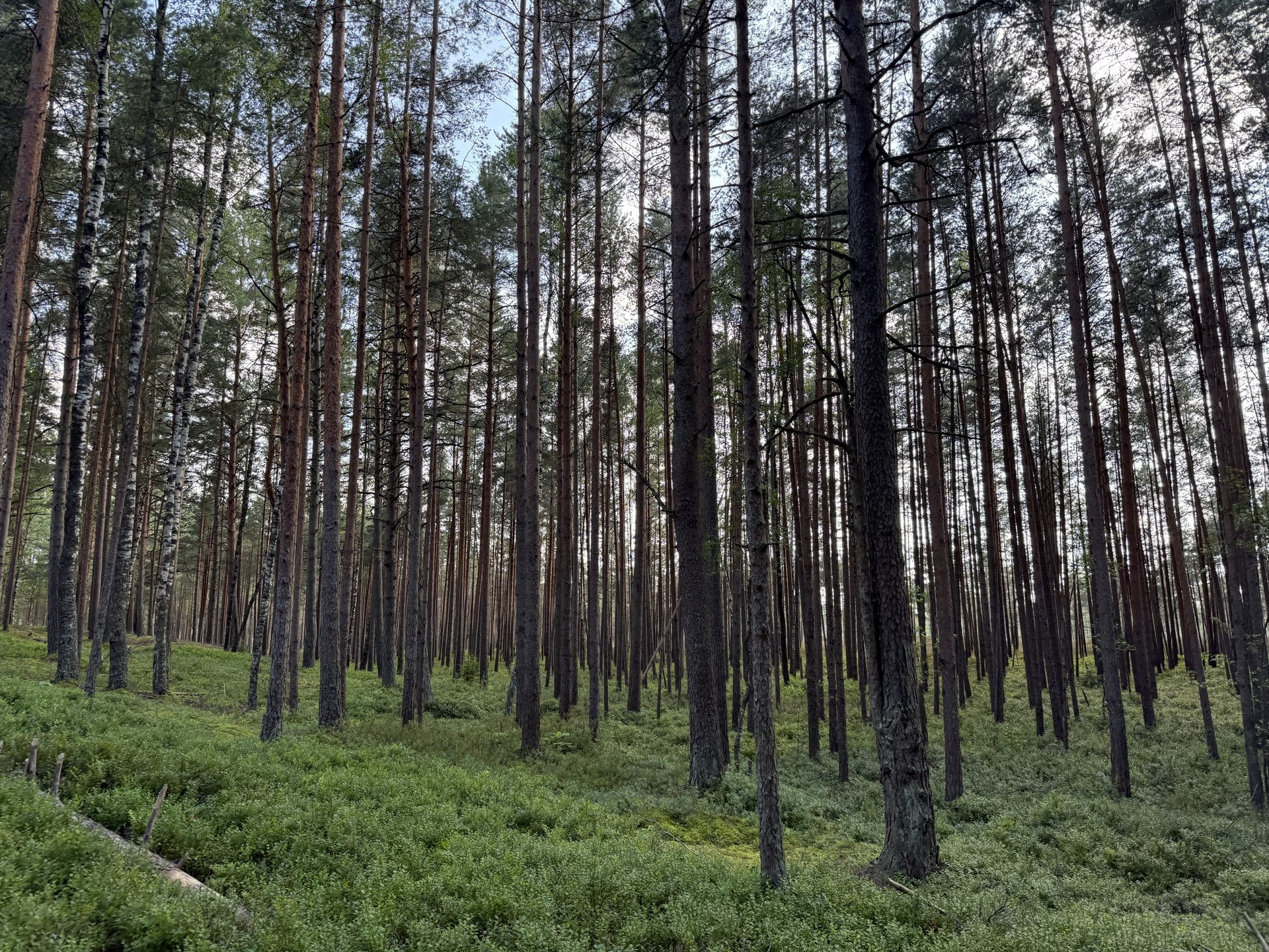 Smala tallstammar i Ķemeris skog som fångar det låga morgonljuset