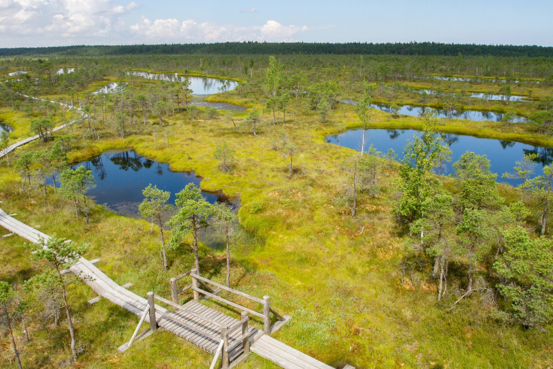 Träspång som löper längs en stilla pöl i Ķemeri högmosse