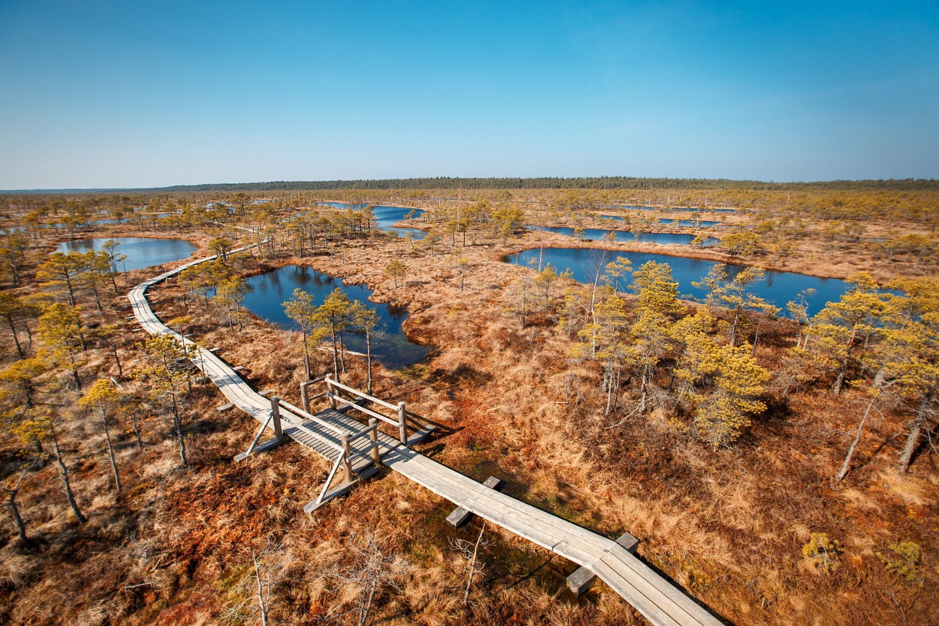 Flygbild över spången i Stora Ķemeri myr som slingrar sig förbi spegelblanka mörka pölar, Ķemeri nationalpark, Lettland