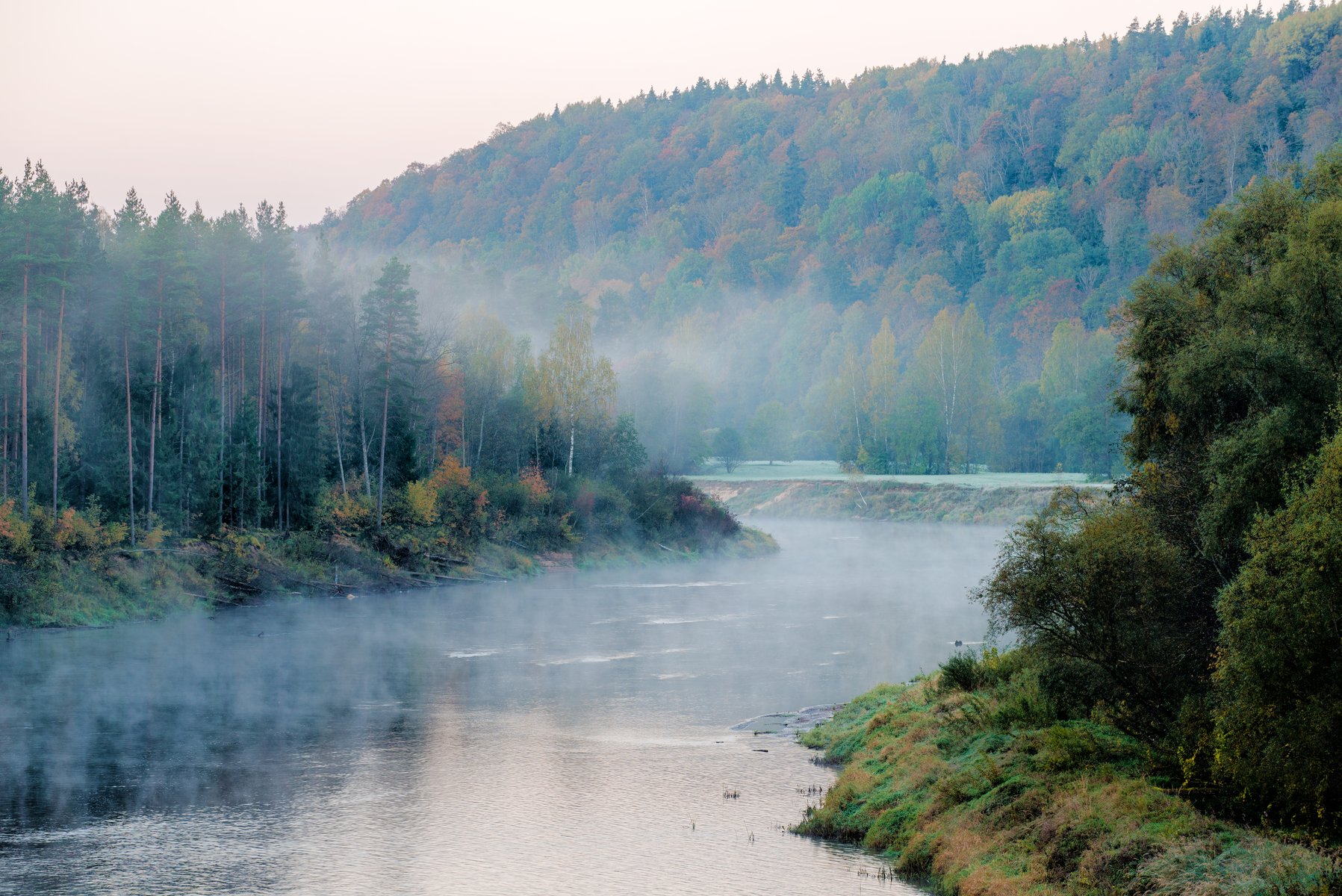 Gaujafloden i gryningen med morgondimman som stiger ur höstskogen